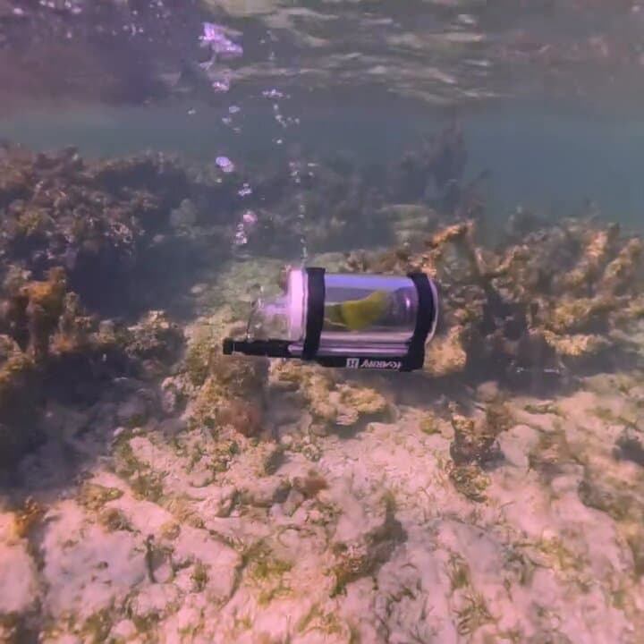 Scuba Diver's Pet Parrot Makes History Underwater