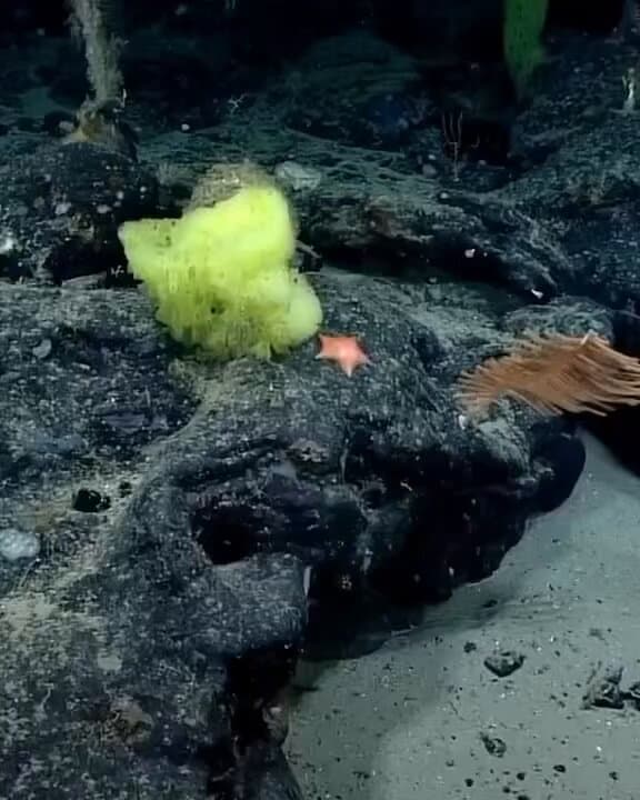 SpongeBob And Patrick Spotted Deep In The Atlantic Ocean