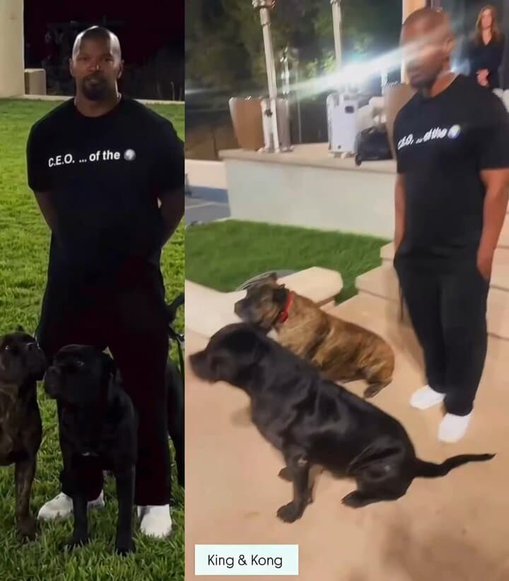 Jamie Foxx Stuns Fans With Incredibly Obedient Cane Corso King