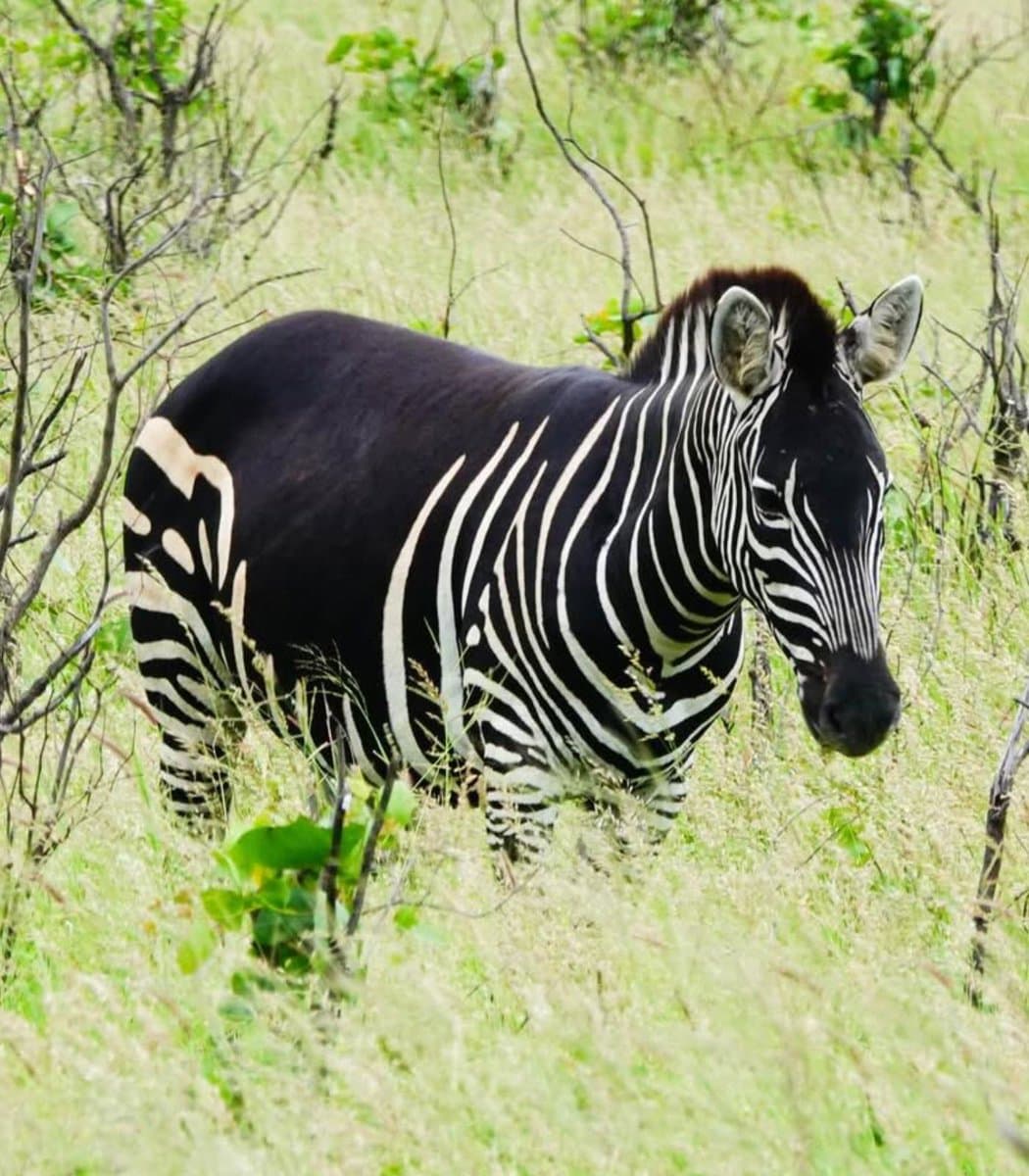 Scientists Discover A Truly One-Of-A-Kind Zebra In The Wild