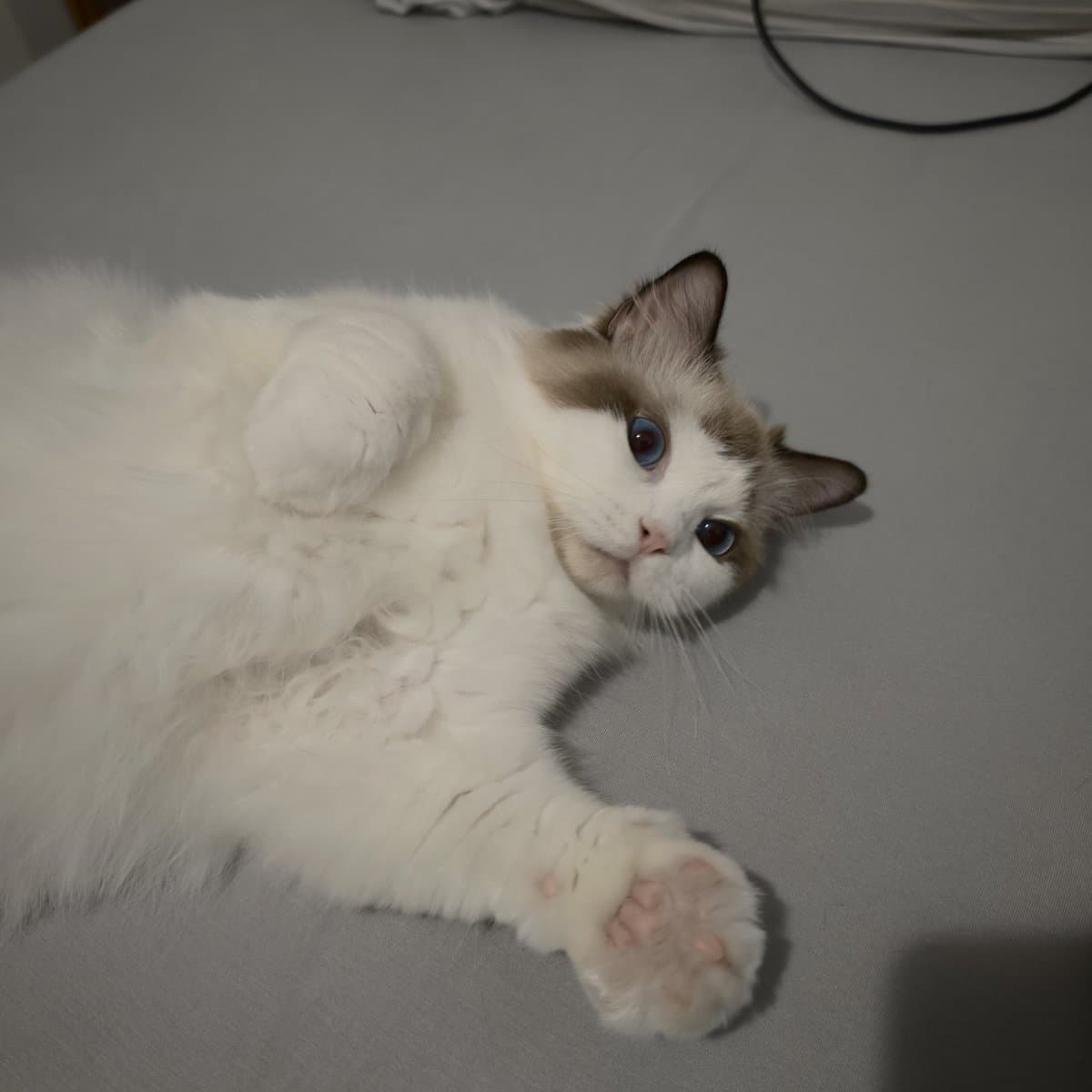 Cat Hero Saves Owner From Costly Computer Disaster