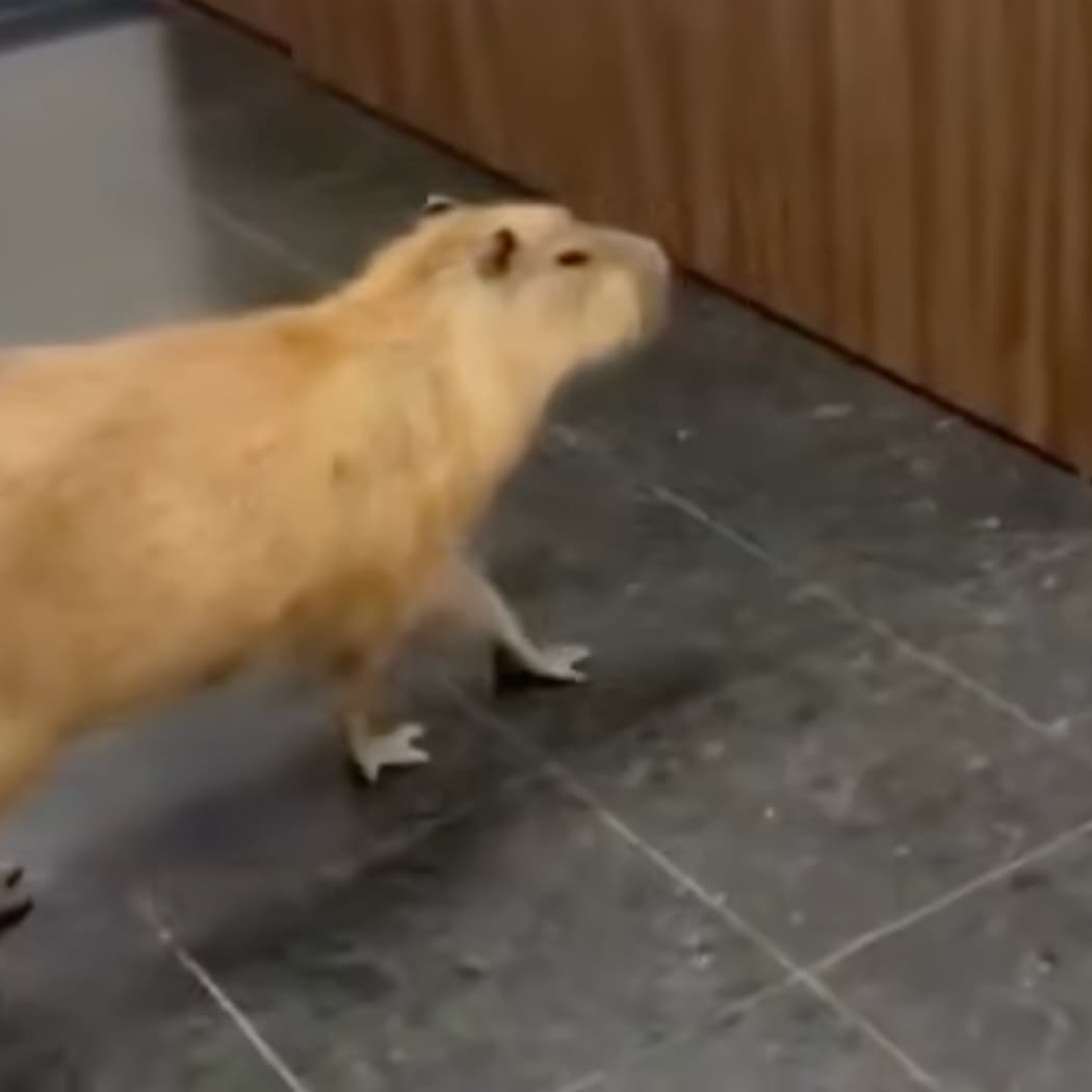 Capybaras Crash Brazilian Government Building During Political Prep