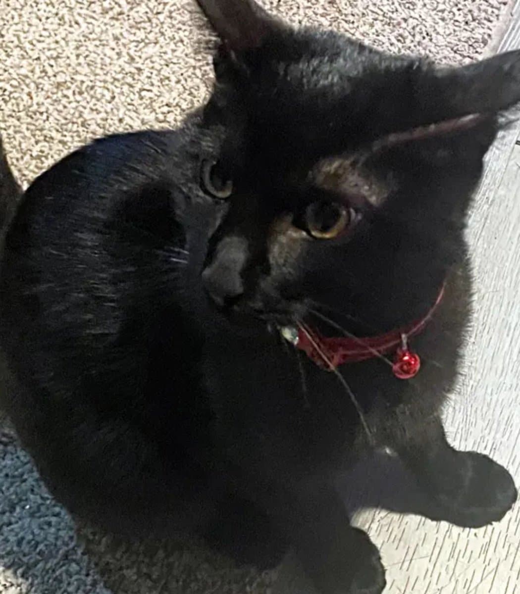 Heroic Kitten Dies In Fire After Waking Sleeping Owner