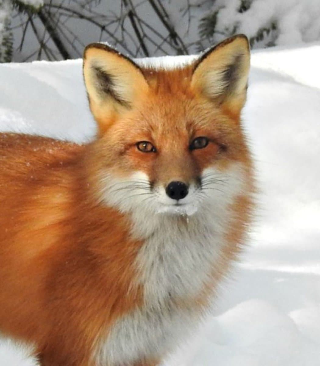 Stowaway Fox Survives Two Month Voyage To New York